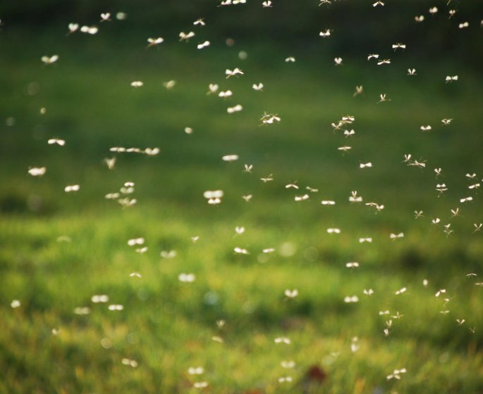 Epidemie de dengue : le niveau 4 du plan Orsec est active a la Reunion