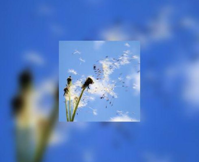 Le printemps est la... et l-allergie au pollen aussi ! Les gestes anti-allergie.