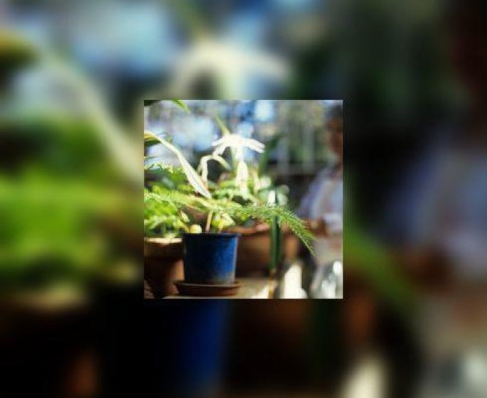 Que penser des plantes depolluantes ?