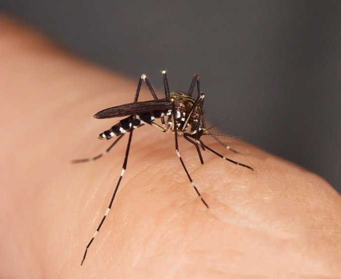 Dengue : un bebe de 6 mois meurt en Nouvelle-Caledonie