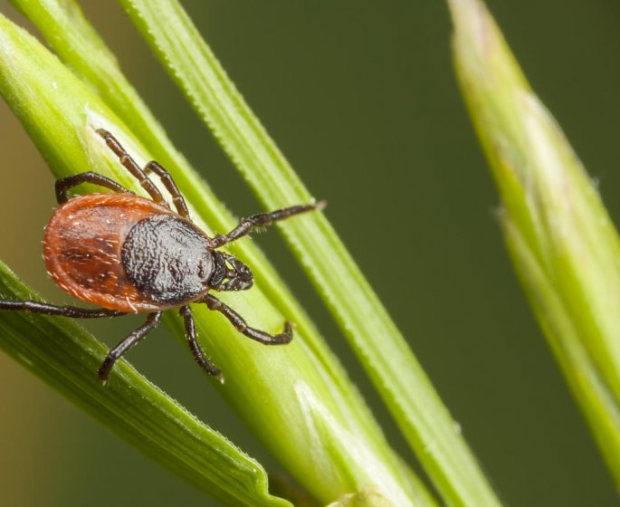 Maladie de Lyme : deux fois plus de cas en Alsace que dans le reste du pays