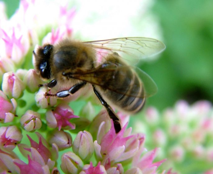 Espagne : une femme meurt apres avoir teste l-acupuncture avec les abeilles
