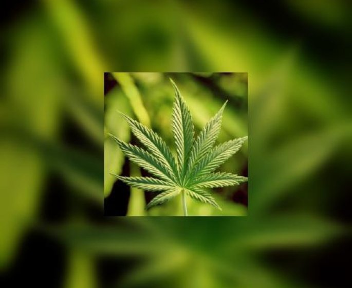 L’allergie au cannabis, ca existe !