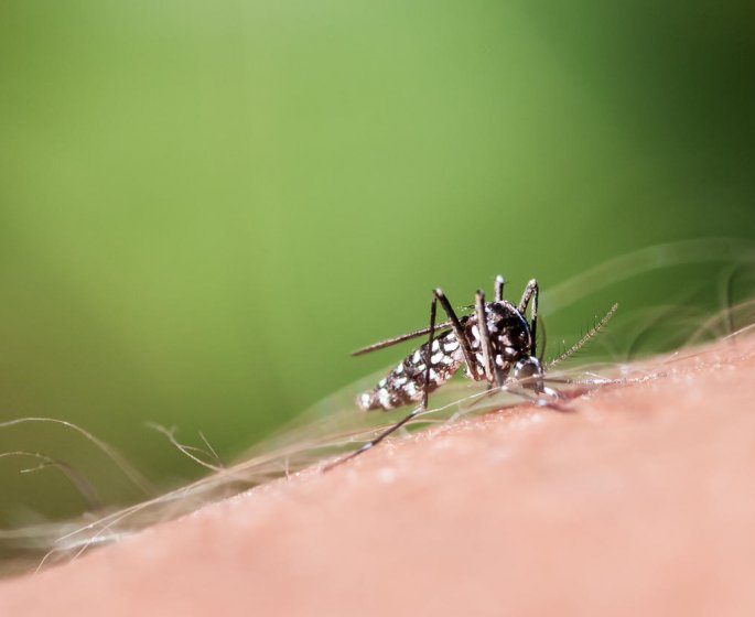 Moustique tigre : la carte de presence en France