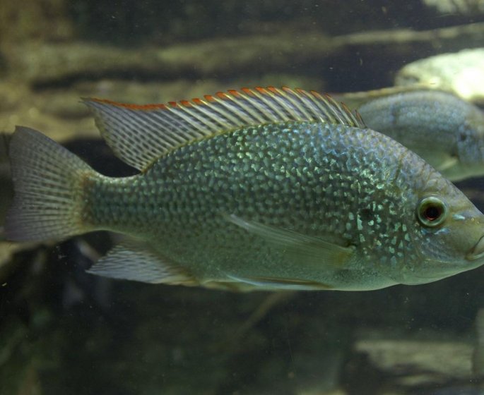 Des chirurgiens construisent un vagin a partir de peau de poisson