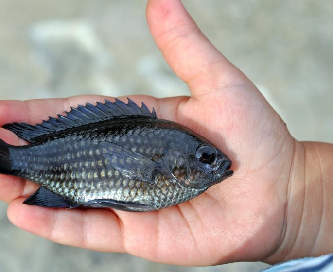 Des pansements en peau de poisson pour guerir les brulures