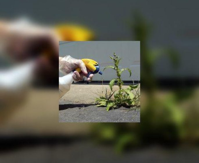 Une petition exige le non-renouvellement de l’autorisation du desherbant Roundup (glyphosate)