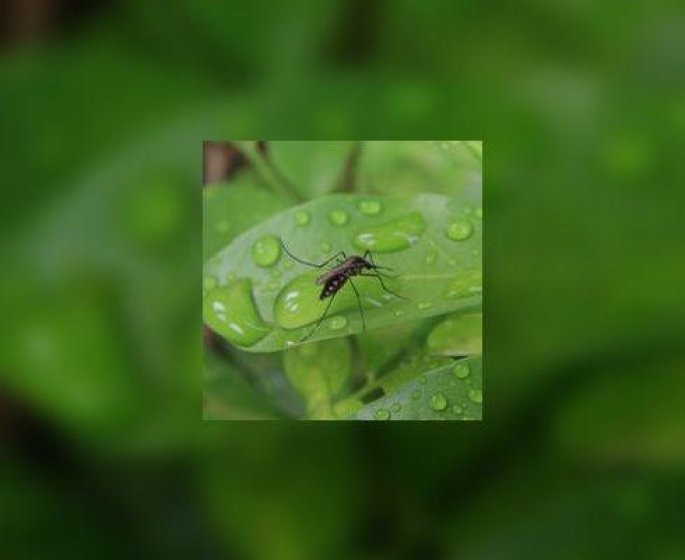 Chikungunya : l’epidemie progresse aux Antilles