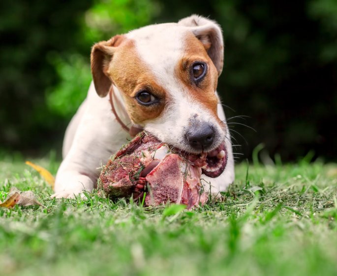 Pourquoi vous devriez eviter de donner de la viande crue a votre animal