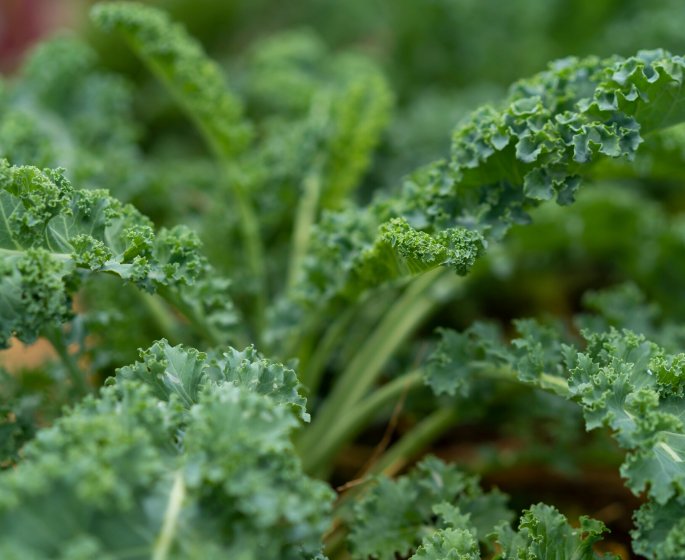 Nutrition : les 5 bienfaits du chou Kale