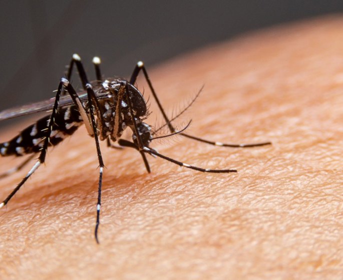 Dengue : 5 symptomes a reperer