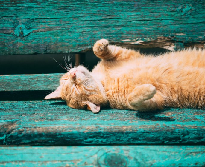 6 signes d-un coup de chaleur chez le chat 