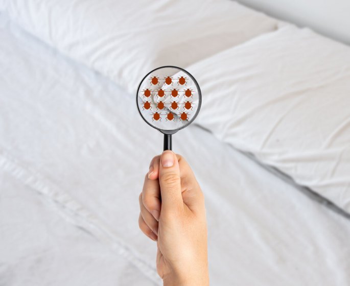 Quel protocole adopter contre les punaises de lit ?