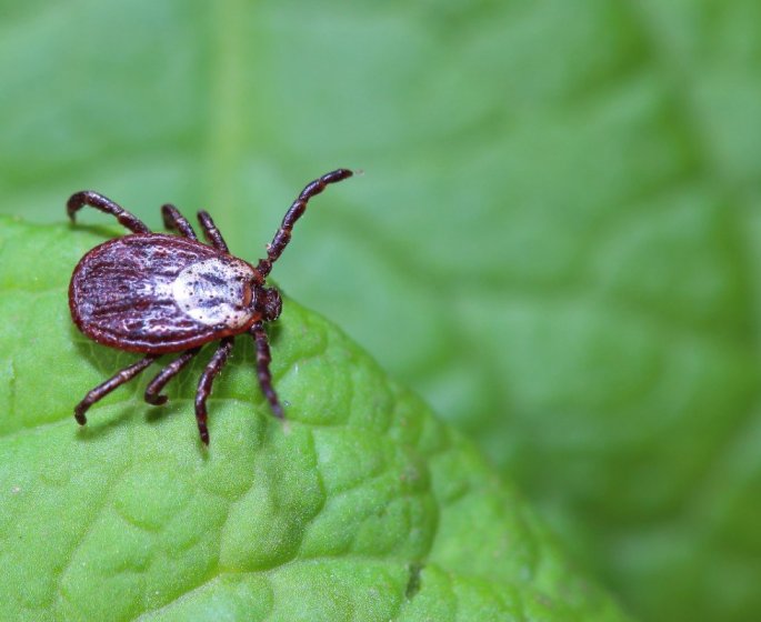 Maladie de Lyme : les 6 zones a risques de morsure de tiques