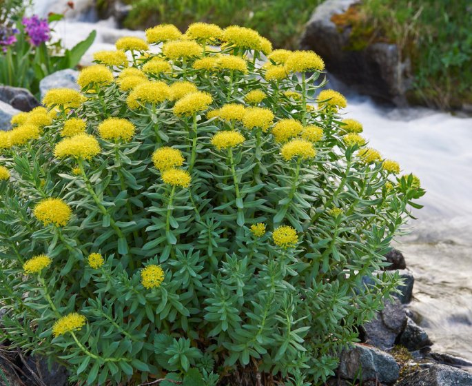 Rhodiole – Rhodiola