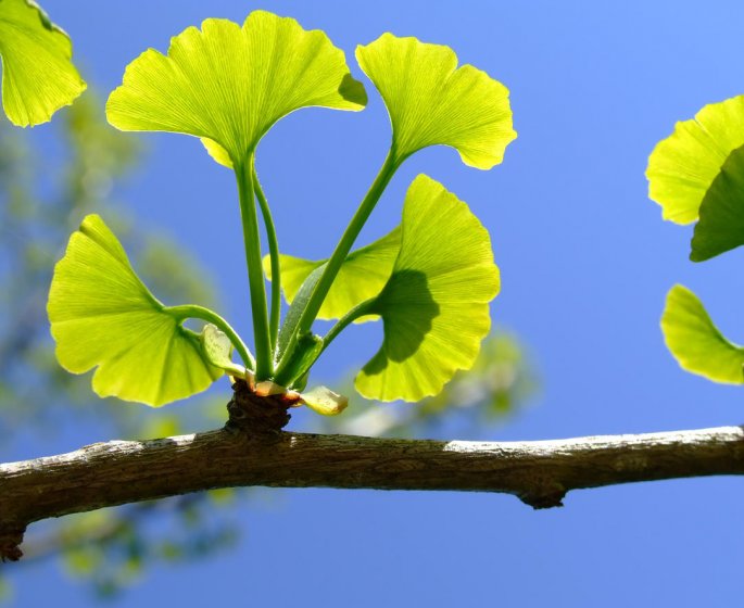 Ginkgo