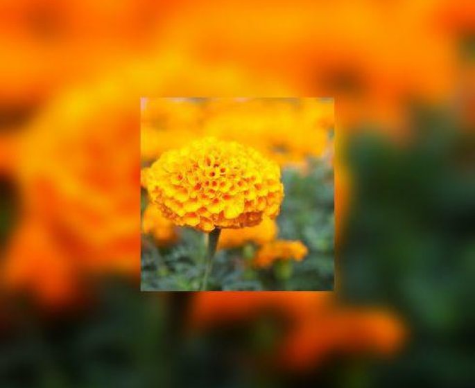 Calendula