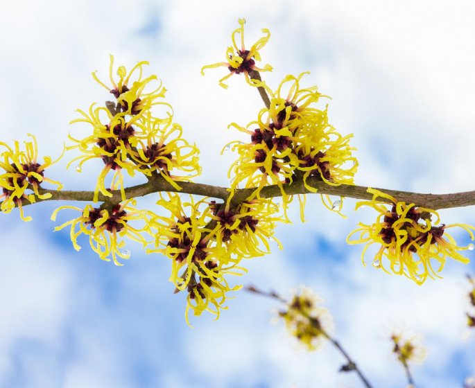 Hamamelis de Virginie