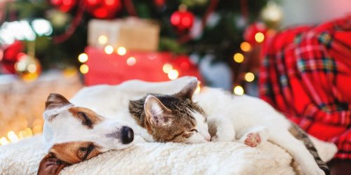 Noel, nouvel an et vos chiens et chats