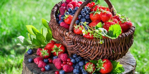Fruits rouges : pourquoi et comment les conserver