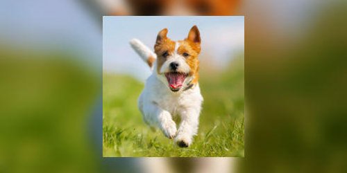 Jack Russell terrier : un compagnon plein d-energie !