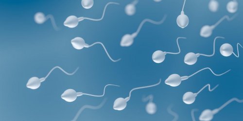 Pourquoi le sperme contient de moins en moins de spermatozoides