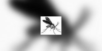 Virus du Nil : alerte en France