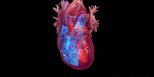 Maladies cardiaques : ces 6 metiers nefastes pour le cœur des femmes