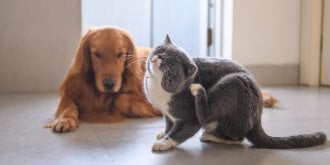 Chien et chat : comment en finir avec les puces