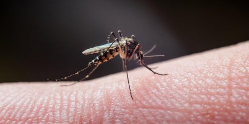 Piqure de moustique : les pommades a choisir en cas d-allergie