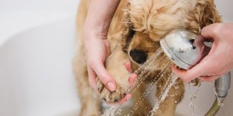 Coronavirus : il ne faut surtout pas désinfecter votre chien ou votre chat