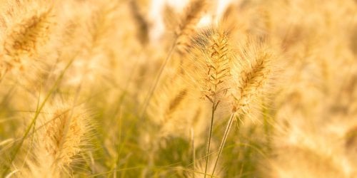 Allergie au pollen : le calendrier de chaque allergene