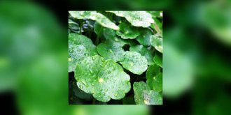 Centella asiatica (herbe du tigre) : bonne pour la peau