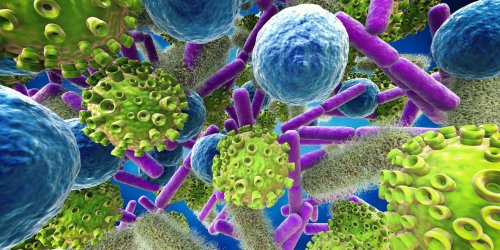 Zoom sur les bacteries, virus et autres germes