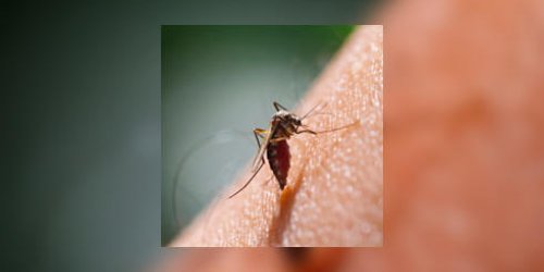 Chikungunya : faut-il avoir peur des piqures de moustique en France metropolitaine ?
