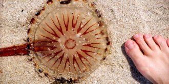 Que risque-t-on sur une plage ?