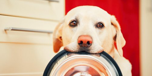 Sante du chien : quelle alimentation apres une pancreatite ?