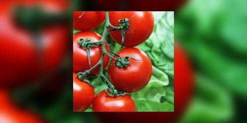 Contre le cholesterol : tomate ou medicament ?