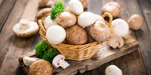 Champignon comestible, champignon toxique : 10 idees recues. Vraies ou fausses ?