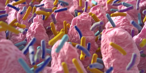 Antibiotiques : les probiotiques qui limitent les douleurs digestives