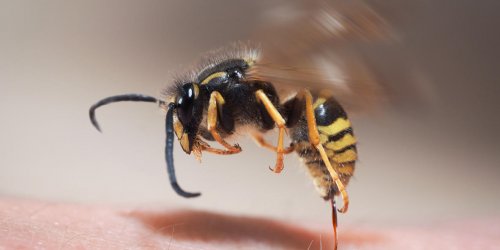 Allergie aux piqures d-insectes : les risques