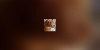L-insuffisance renale feline