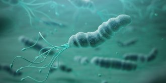 Helicobacter pylori et cancer : quel lien ?