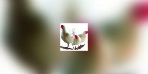 Grippe aviaire : trois deces au Vietnam