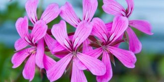 Le pelargonium : misez sur cette plante pour echapper aux infections respiratoires de l’hiver