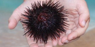 Petits bobos de la plage : comment reagir ?