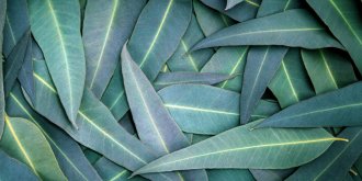 Inhalation contre le rhume : les risques de l-eucalyptus
