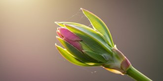 Le secret des bourgeons : quand l-energie embryonnaire reveille votre sante