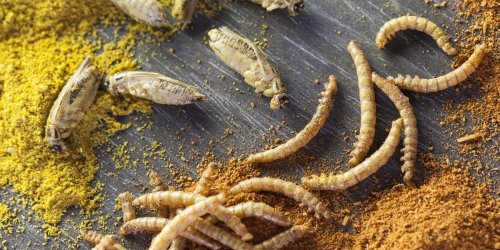 Manger des insectes : une bonne idee ou pas ?