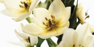 Les Fleurs de Bach pour ma sante
